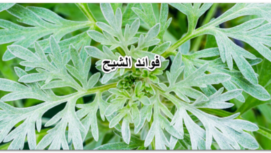 فوائد الشيح