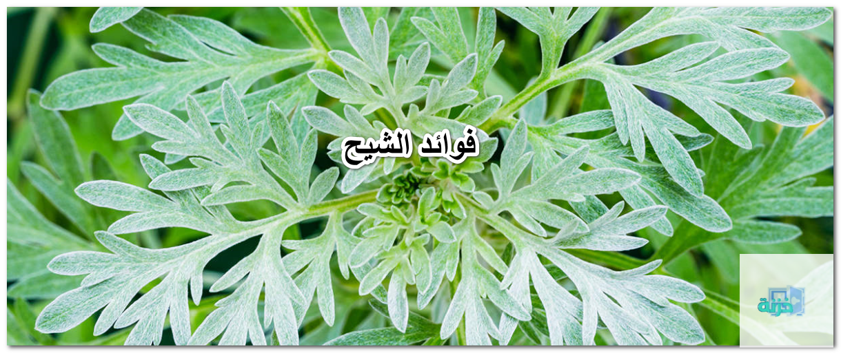 فوائد الشيح