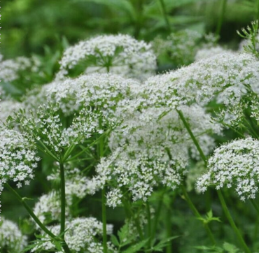 Queen Anne’s Lace